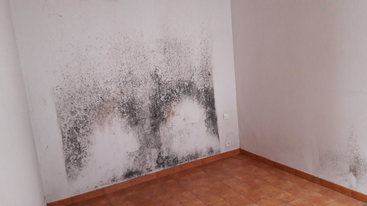 Moisissures - Expertise humidité à Metz